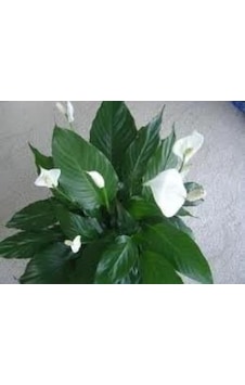 Spathıphyllum Barış Yelken Çiçeği Çiçeği Tohumu 10 Tohum Spathıphyllum Barış Yelken Çiçeği Çiçeği Tohumu 10 Tohum