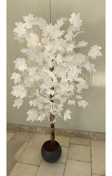 Beyaz Çınar Ağacı 160cm Antrasit Küre Saksı Beyaz Çınar Ağacı 160cm Antrasit Küre Saksı
