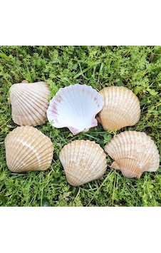 Tahtakale Toptancı Pecten Pair Of Flatt Yellow Kiloluk Deniz Kabuğu 1 Kg