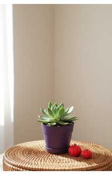 Echeveria Agavoides Echeveria Agavoides