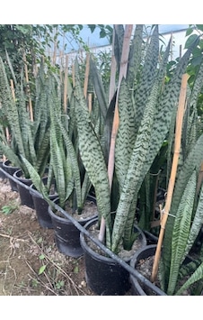 3/4 Köklü ,büyükboy Kılıç Çiçeği 100-120 Cm 3/4 Köklü ,büyükboy Kılıç Çiçeği 100-120 Cm