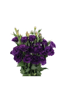 Lisianthus Lale Gül Advantage Serisi - Mor 5 Tohum Lisianthus Lale Gül Advantage Serisi - Mor 5 Tohum