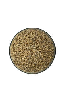 Hitit Malt Pilsner Arpa Maltı 1 KG Hitit Malt Pilsner Arpa Maltı 1 KG