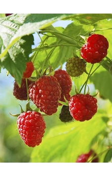 Bellaberry Ahududu Fidanı Raspberry Fidanı