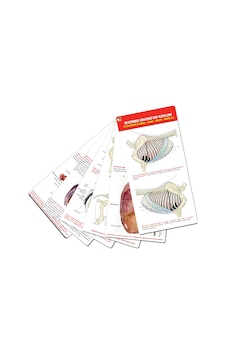 Veteriner Anatomi Cep Kartları At Anatomisi (Thorax - Karın - Pel Veteriner Anatomi Cep Kartları At Anatomisi (Thorax - Karın - Pel