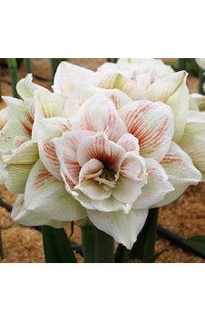 Kokulu Güzel Hatun Çiçeği Amaryllis Nymph Çiçeği Soğanı 1 Adet Kokulu Güzel Hatun Çiçeği Amaryllis Nymph Çiçeği Soğanı 1 Adet