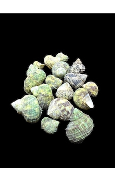 Deniz Kabukları 100 Gr No-19-bruneus