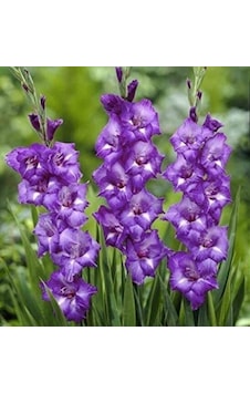 Gladiolus Charisma Mojito Glayör Çiçeği Soğanı 2 Adet Gladiolus Charisma Mojito Glayör Çiçeği Soğanı 2 Adet
