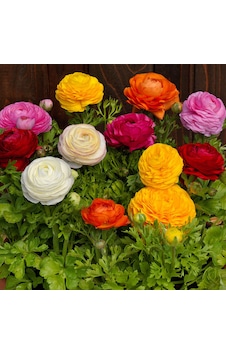 10 Adet Şakayık Çiçeği Soğanı..karışık Renkler.yeni Mahsul. 10 Adet Şakayık Çiçeği Soğanı..karışık Renkler.yeni Mahsul.