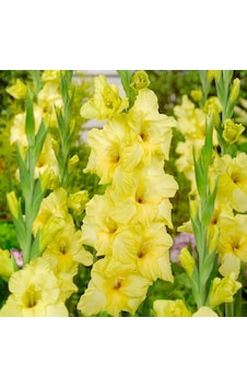 Gladiolus Bnova Lux Glayör Çiçeği Soğanı 2 Adet Gladiolus Bnova Lux Glayör Çiçeği Soğanı 2 Adet
