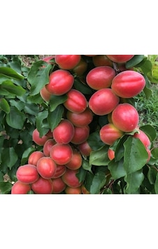 Perfect Red Kayısı Fidanı Aşılı 2 Yaş - 80-100 Tüplü Perfect Red Kayısı Fidanı Aşılı 2 Yaş - 80-100 Tüplü