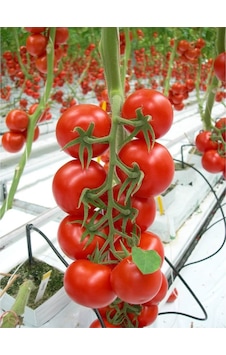 Fide Vadisi Domates Tohumu Cherry 1GR Fide Vadisi Domates Tohumu Cherry 1GR