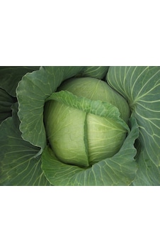 Green Line Yalova1 Lahana Tohumu 10gr