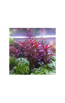 Ludwigia Peruensis In Vitro Canlı Bitki Ludwigia Peruensis In Vitro Canlı Bitki