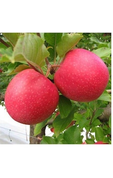 Pink Lady Elma Fidanı Aşılı - 2 Yaş Tüplü 80-100 Cm Pink Lady Elma Fidanı Aşılı - 2 Yaş Tüplü 80-100 Cm