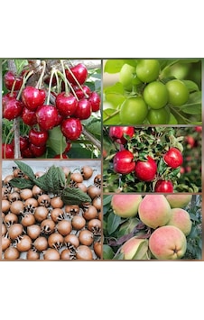 5 Li Aşılı Meyve Fidanı Pakedi Armut, Elma, Muşmula, Kiraz Ve Erik