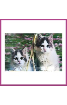 Gees Global 3 Boyutlu Resim Sevimli Kediler İkili Kedi Resmi Tablosu 40x60 Cm Gbzs Gees Global 3 Boyutlu Resim Sevimli Kediler İkili Kedi Resmi Tablosu 40x60 Cm Gbzs