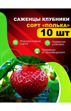 Flora-market Çilek Fidanı "polka" 10'lu Paket 211084871