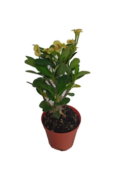 Euphorbia Milii Dikenler Tacı Aşılı Kaktüs Euphorbia Milii Dikenler Tacı Aşılı Kaktüs