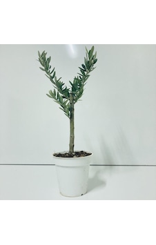 Beyaz 13'Lük Saksıda Minyatür Bonsai Zeytin Fidanı Beyaz 13'Lük Saksıda Minyatür Bonsai Zeytin Fidanı
