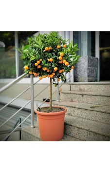 Bodur Mandalina Ağacı Bitki Besini 1 kg