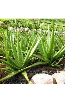 Tüplü Aromatik Aloe Vera(Sarı Sabır) Fidanı Tüplü Aromatik Aloe Vera(Sarı Sabır) Fidanı