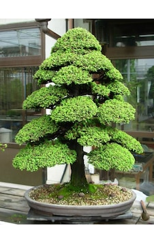 Tohum Dünyası 10 Adet Japon Sedir Ağacı Bonsai Tohumu