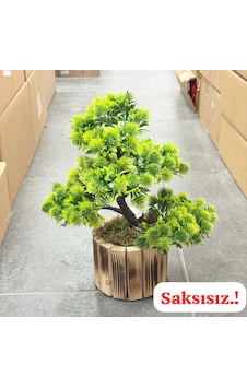 Konak Züccaciye Bonzai Kestane Ağaç Orta 38 Cm