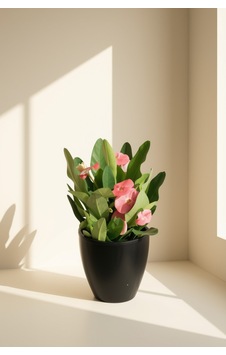 Euphorbia Milii