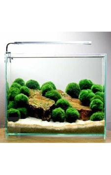 İthal Bitki Marimo Moss Ball 2-3cm Yosun Topu Canlı Bitki Kopy1-951512 Çok Renkli İthal Bitki Marimo Moss Ball 2-3cm Yosun Topu Canlı Bitki Kopy1-951512 Çok Renkli