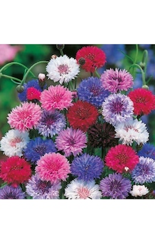 15 Adet Karışık Renk Centaurea Peygamber Çiçek Tohumu