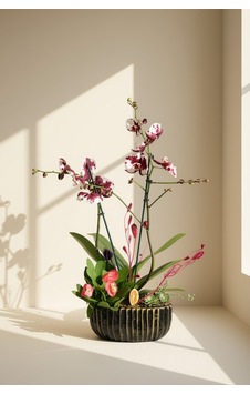 Çift Dallı Alacalı Benekli Phalaenopsis Orkide Aranjmanı Çift Dallı Alacalı Benekli Phalaenopsis Orkide Aranjmanı