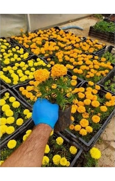 2adet Kadife Çicegi Fidesi 15-30cm Dikime Hazir Sari Ve Turun 2adet Kadife Çicegi Fidesi 15-30cm Dikime Hazir Sari Ve Turun