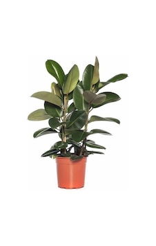 Kauçuk Çiçeği 2 Gövdeli 80-100cm Kauçuk Çiçeği 2 Gövdeli 80-100cm