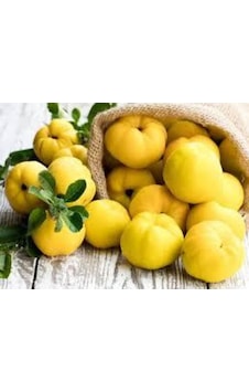 Taze Ayva 330-500 Gr Arası Taze Ayva 330-500 Gr Arası