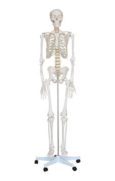 İSKELET MAKETİ 180 CM, İNSAN İSKELETİ İSKELET MAKETİ 180 CM, İNSAN İSKELETİ