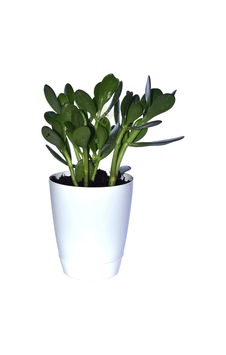 Saksılı Para Ağacı Çiçeği Crassula Ovata Fidanı Dolgun 25-30cm Saksılı Para Ağacı Çiçeği Crassula Ovata Fidanı Dolgun 25-30cm