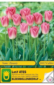 Dynasty / 2023-lale Soğanı