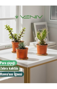 3 Adet Canlı Kaktüs - Para Çiçeği- Havva'nın İğnesi- Zebra Kaktüs 3 3 Adet Canlı Kaktüs - Para Çiçeği- Havva'nın İğnesi- Zebra Kaktüs 3