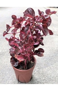 Rüzgarbotanik Çingene Şalvarı Bitkisi 20 CM - 40 CM