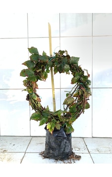 Tüplü Jumbo Böğürtlen Fidanı 5 Yaş - İri Meyveli 6-8 Metre Tüplü Jumbo Böğürtlen Fidanı 5 Yaş - İri Meyveli 6-8 Metre