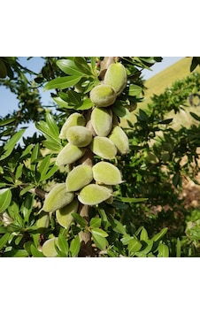 Tuono Badem Fidanı Aşılı 100-120 Cm Tüplü Tuono Badem Fidanı Aşılı 100-120 Cm Tüplü