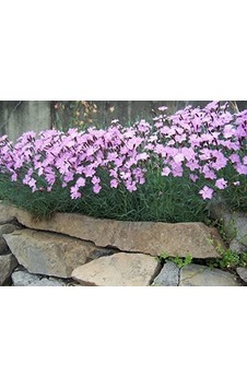 Dianthus Kır Pembesi Çiçeği Tohumu 50 Adet Sku: Smgstk822ed23c1c