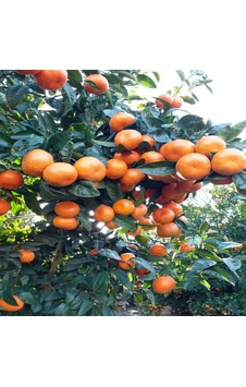 Cox Shine Mersin W. Murcott Fidanı Geç Dönem Mandalina Fidanı