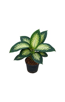 Difenbahya 'camilla' Bitkisi 40-50cm Difenbahya 'camilla' Bitkisi 40-50cm