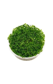 Rotala Indica Green In 200cc Canlı Bitki Rotala Indica Green In 200cc Canlı Bitki