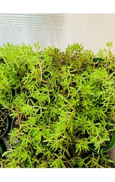 Dam Koruğu Sedum Sukulent