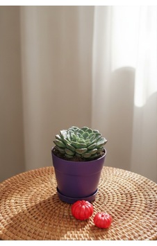 Echeveria 'blue Prince'