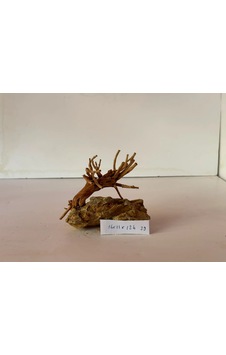 Yati Kökü Dragon Kayasına Yapışık No:29 16x11x12h Yati Kökü Dragon Kayasına Yapışık No:29 16x11x12h