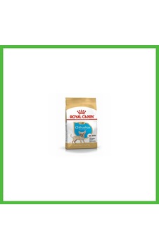 Vaveni Chihuahua Puppy Yavru Köpek Maması 1,5 Kg Arz